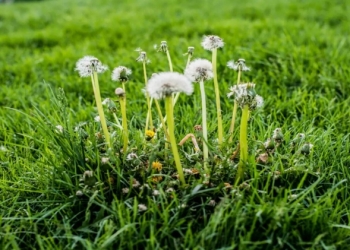Weed Control