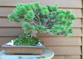 Mugo Pine